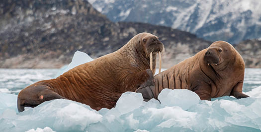 Exploring Spitsbergen - Days 3 to 6