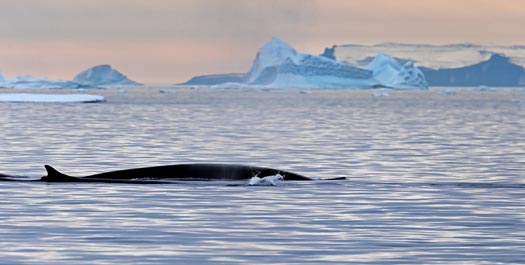 Across Denmark Strait - Days 9 & 10