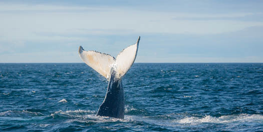 At Sea - Davis Strait