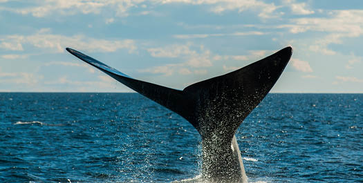 At Sea - Davis Strait