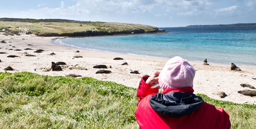 Auckland Islands - Enderby Island