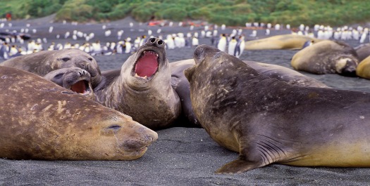 Macquarie Island - Days 6 to 7