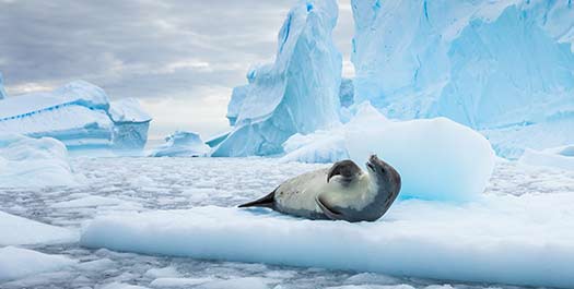 Antarctic Peninsula & Circle - Days 4 to 8