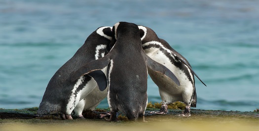 Western Falkland Islands - Day 3 & 4