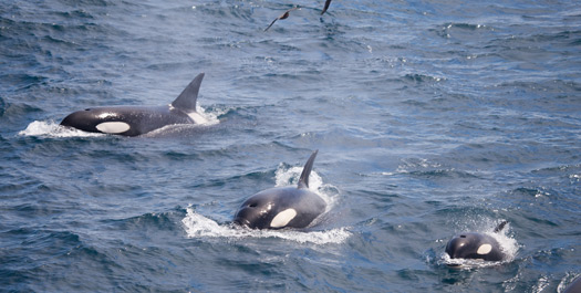 Crossing Drake Passage - Day 11 & 12