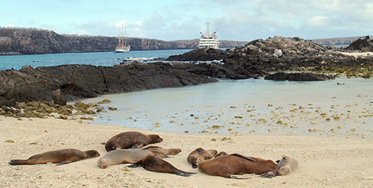 Isla Genovesa