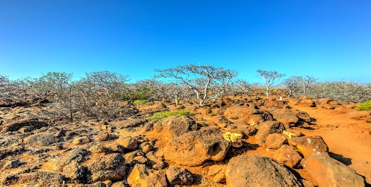 Isla North Seymour - Isla Santa Cruz