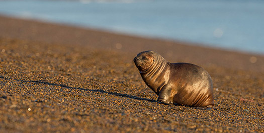 Puerto Madryn, Argentina