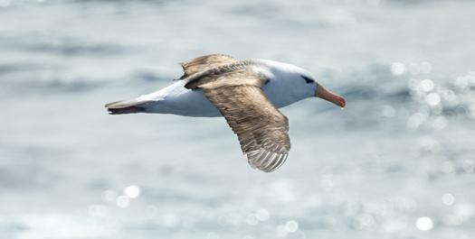 Drake Passage - Day 3 & 4