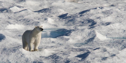 At Sea towards Qikiqtarjuaq (Baffin Island)