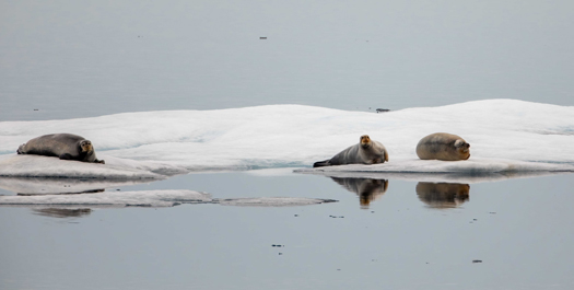 Beaufort Sea - Day 23 to 25