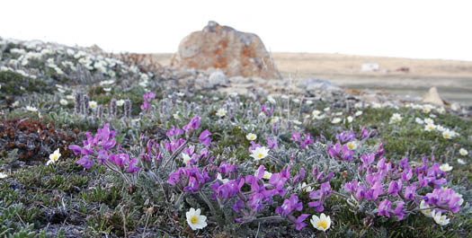 Cambridge Bay