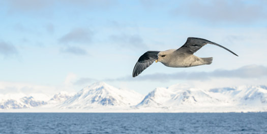 Greenland Sea - Days 11 & 12