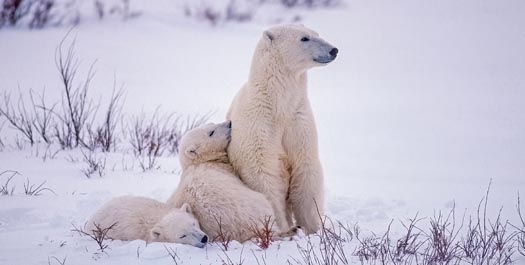 Spitsbergen - Days 3 to 7