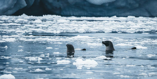 Sailing Ice Floes Along Greenland