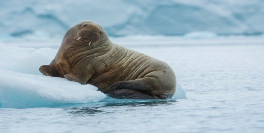 Navigating Through the Sea Ice - Day 9-10