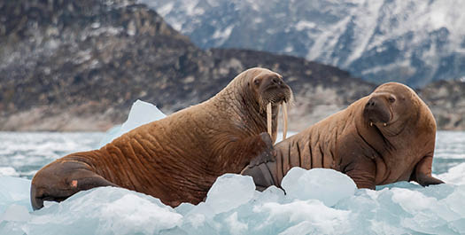 Bellsund fjord, Spitsbergen