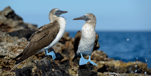 Baltra Airport & North Seymour Island