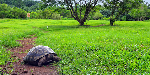 Highlands Tortoise Reserve & Baltra Airport