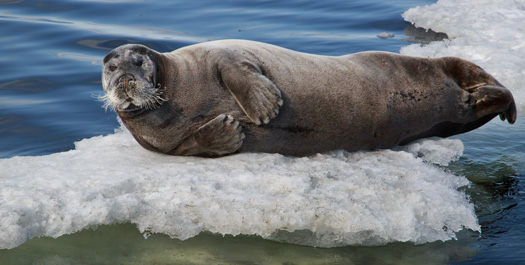 Northwest Spitzbergen - Days 2 to 3