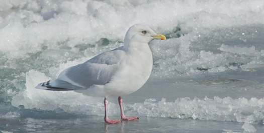 Into The Ice