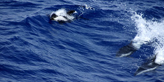 Crossing the Drake passage - Day 12 & 13