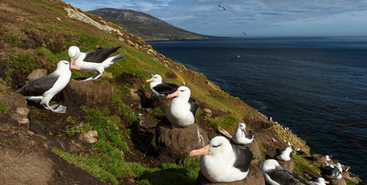 New Island, Falkland Islands