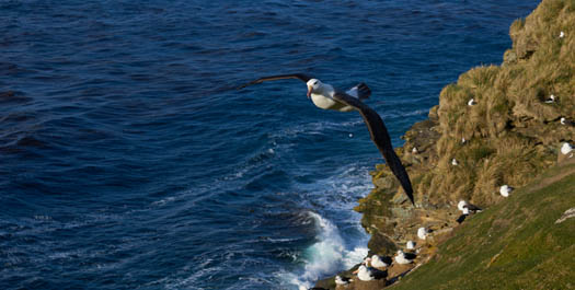 Carcass & Saunders Islands