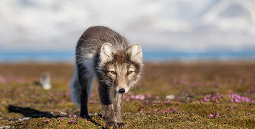 Gjoa Haven, Nunavut, Canada