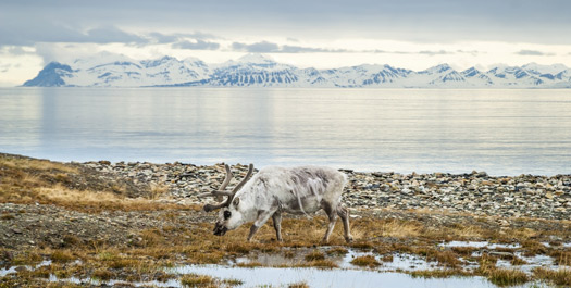 Svalbard Experience - Days 3 to 7