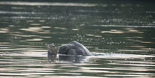 Black Turtle Cove & Las Bachas