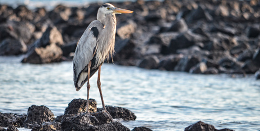 Black Turtle Cove & Disembarkation