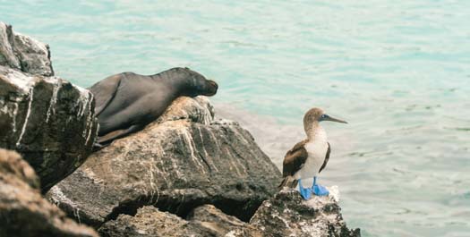 North Seymour Island & Departure