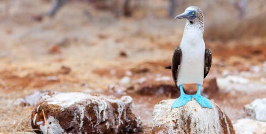 North Seymour Island & Departure