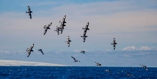 At Sea - South Georgia